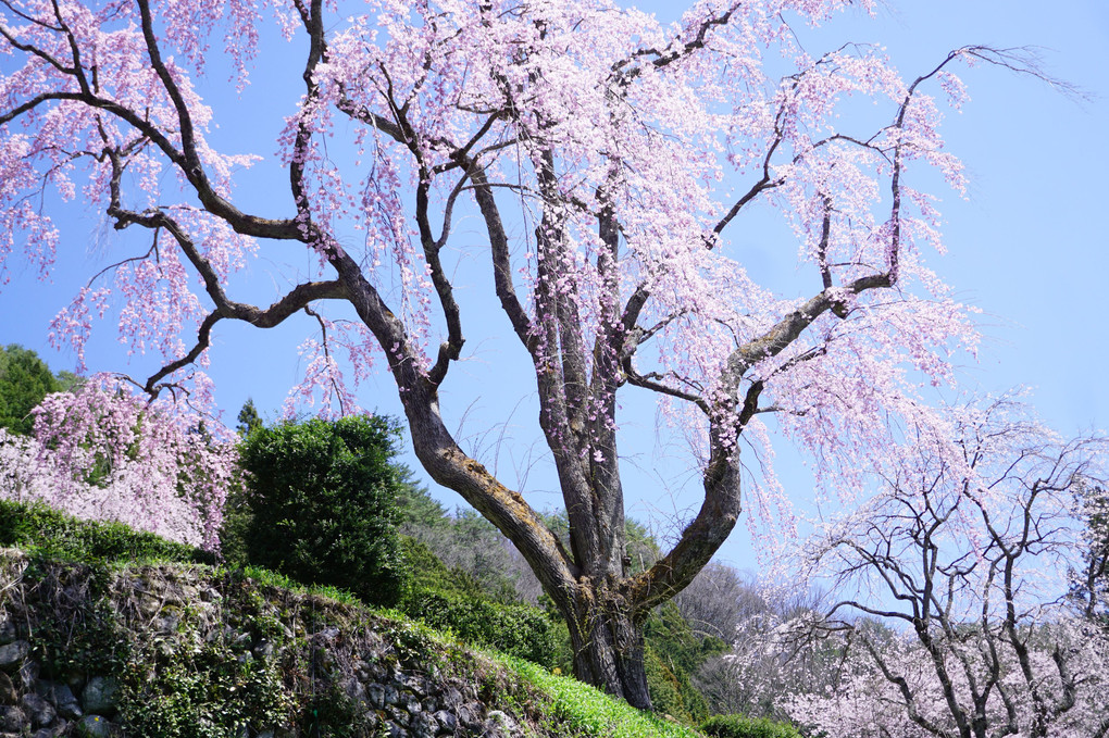 故郷の桜