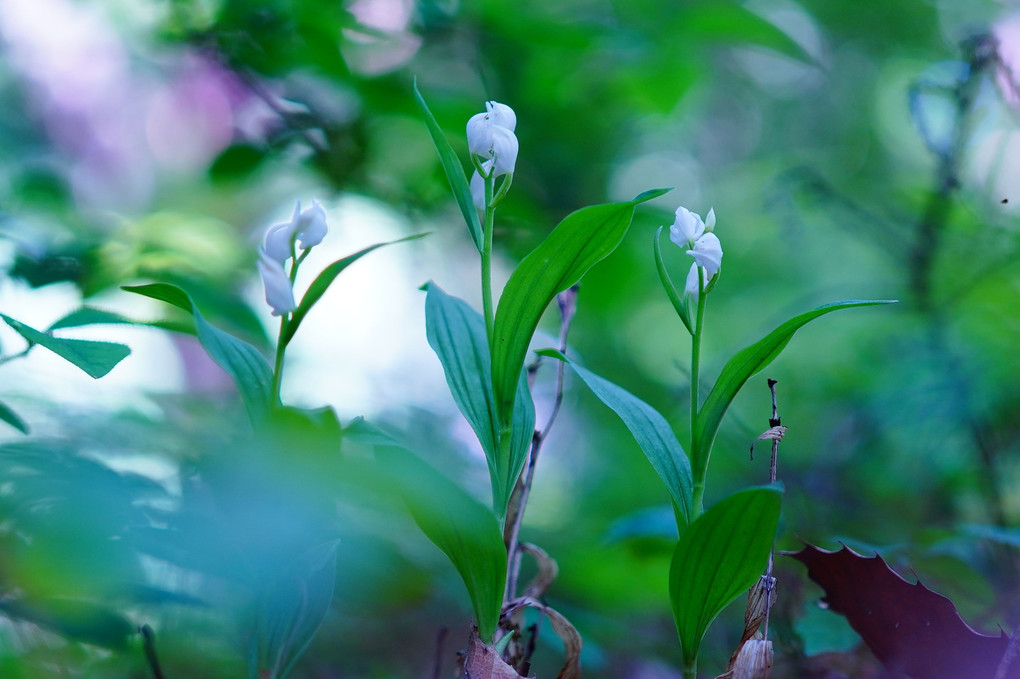 林に咲くランの花②