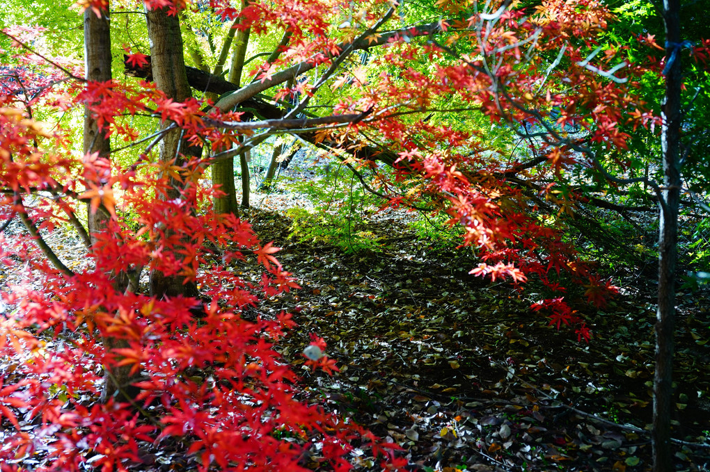 雑木林の紅葉