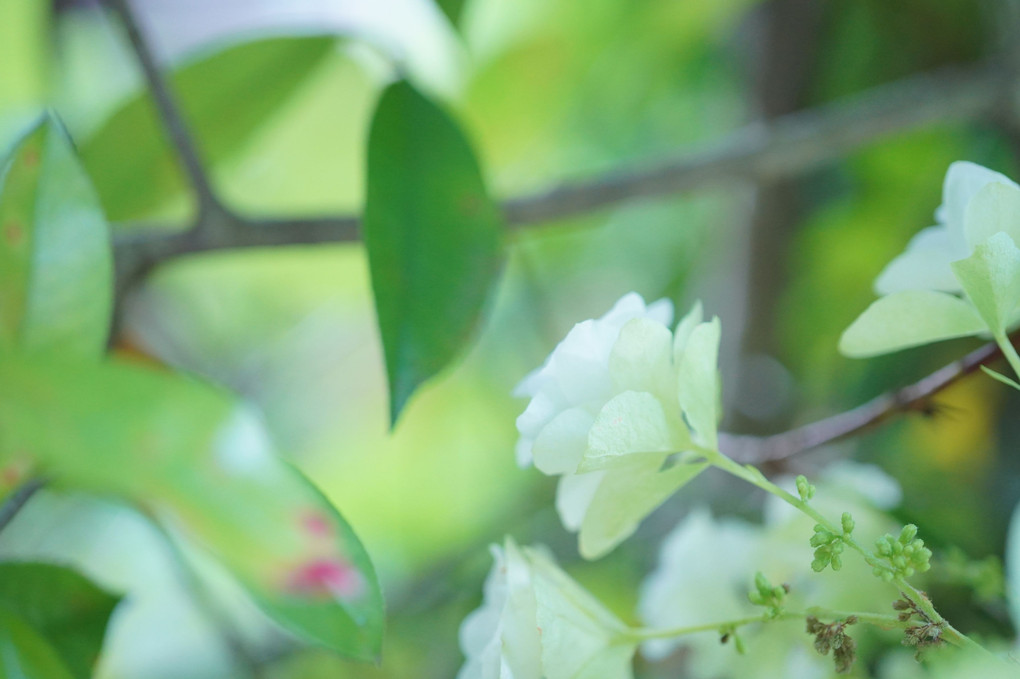 柏葉紫陽花