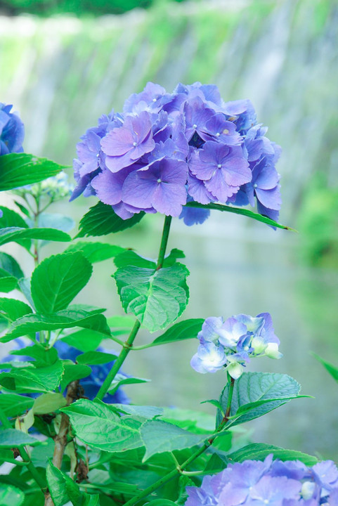 真夏の紫陽花