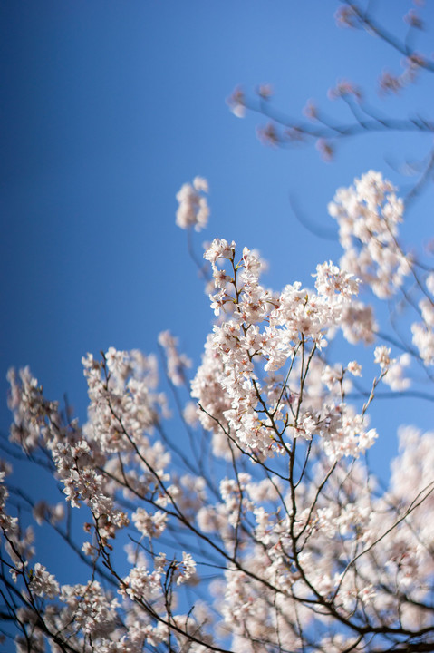 桜色