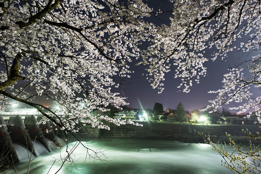 桜とダム