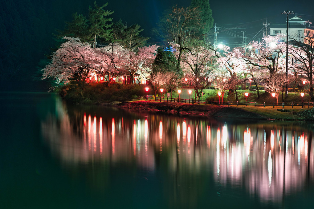 桜とダム