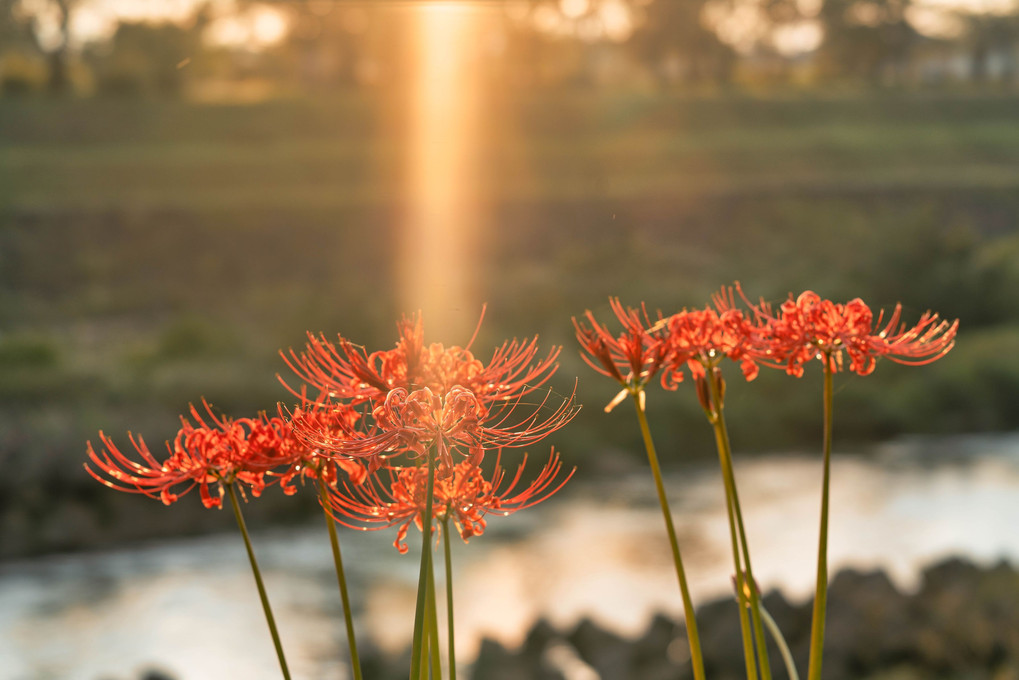 堤防の花に差す夕陽