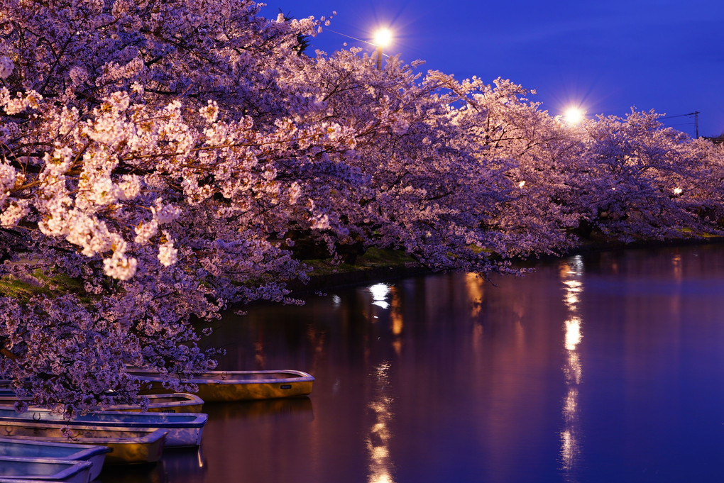 弘前公園 Ⅰ 西濠の夜桜
