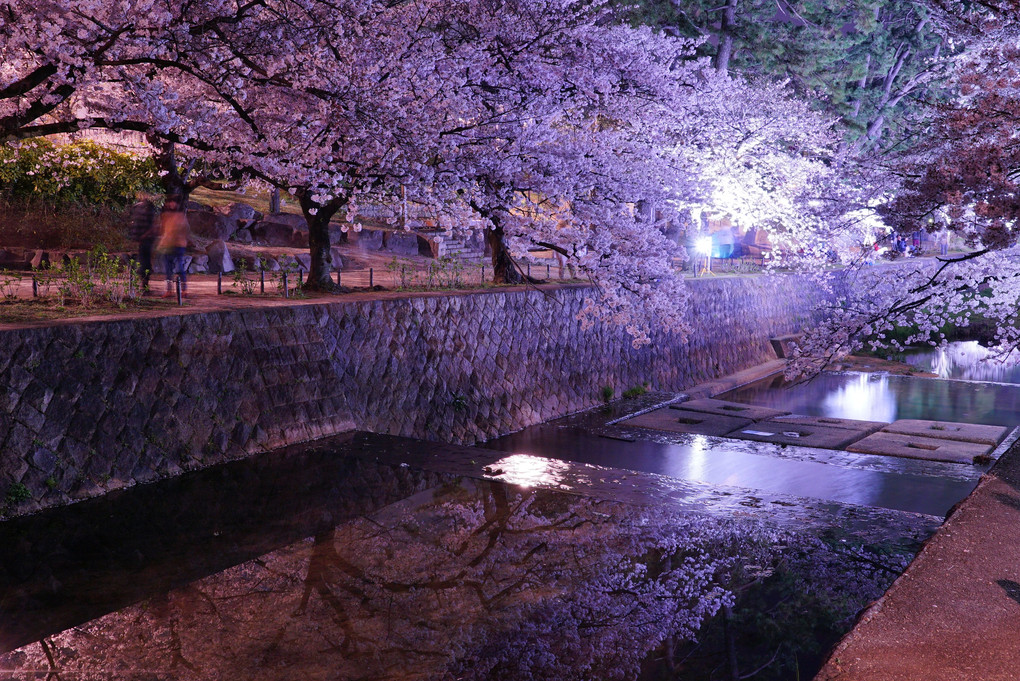 夙川公園の夜桜