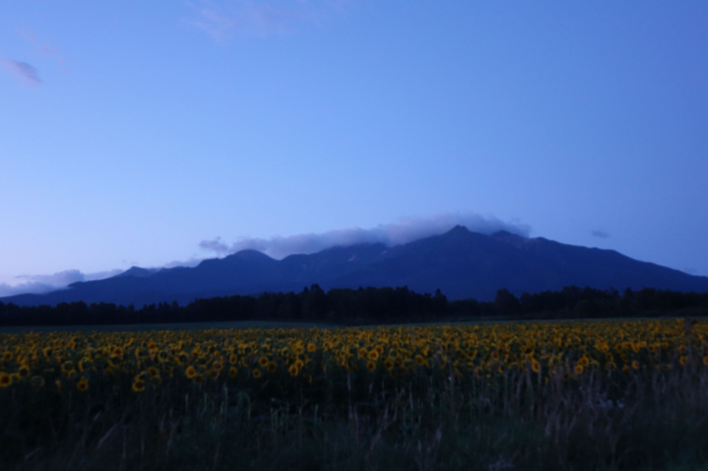 Sunflower in earlymorning Kamui-Mintara