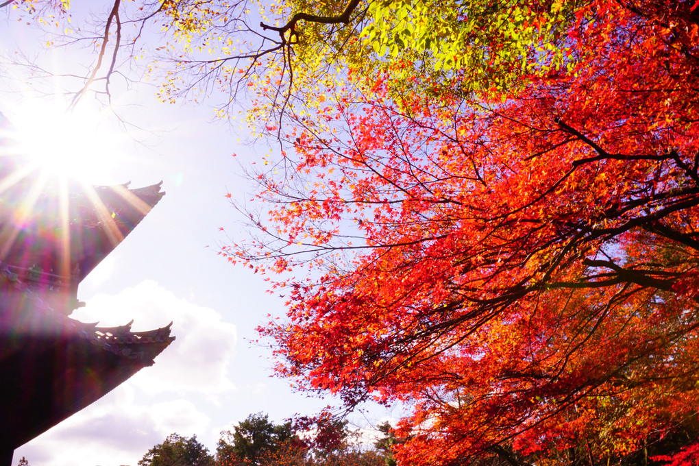 講師と行く～秋の紅葉を撮りに行こうよぅ＜京都編＞