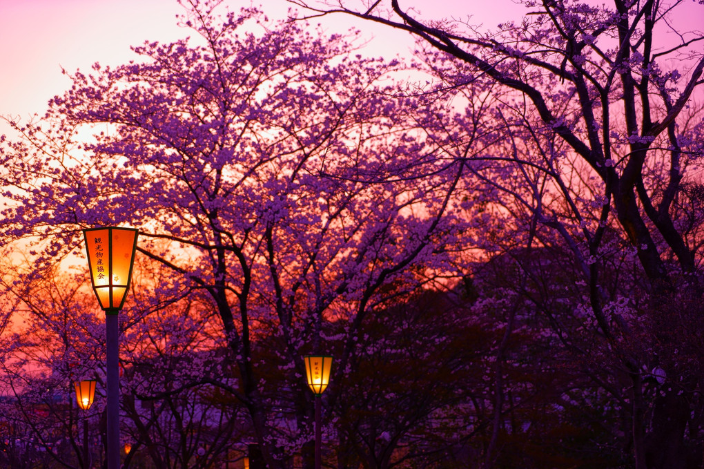 久しぶりの花見