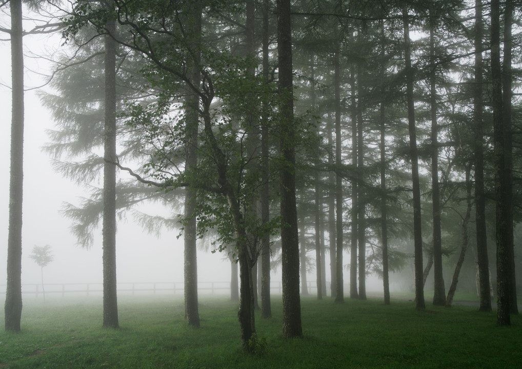 霧と林