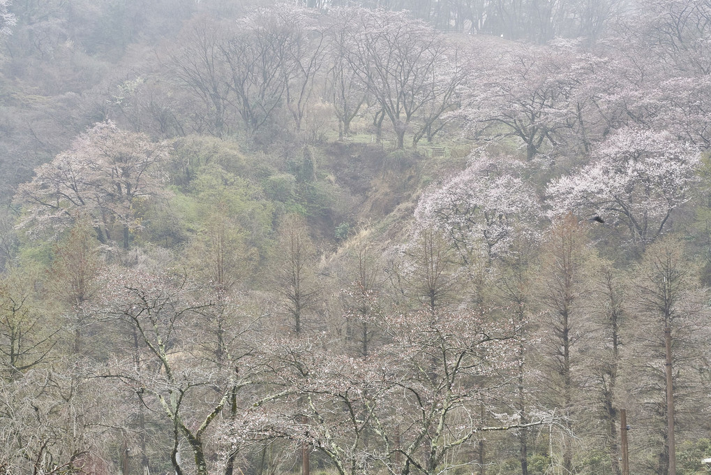 霧、山、さくら