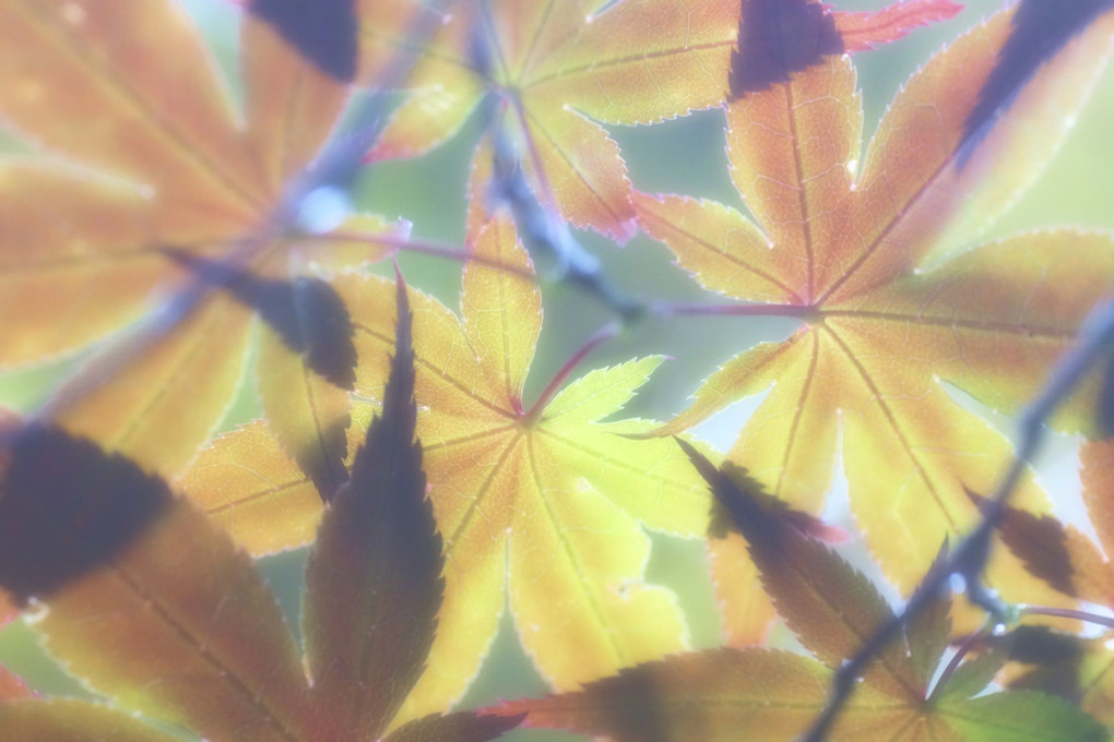 秋の葉