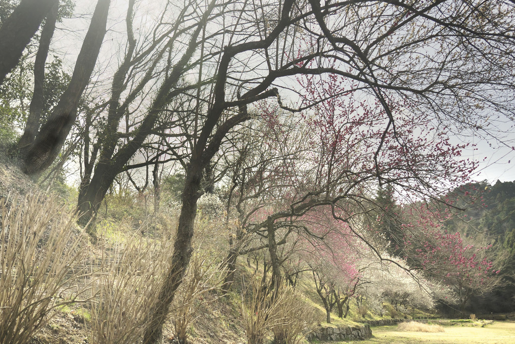 小峰公園の梅並木