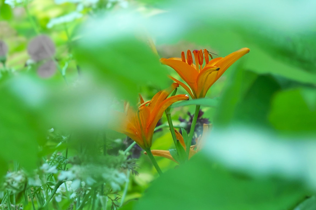 花壇に咲く