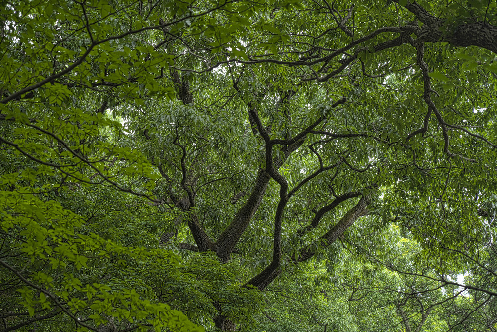 小宮公園の林