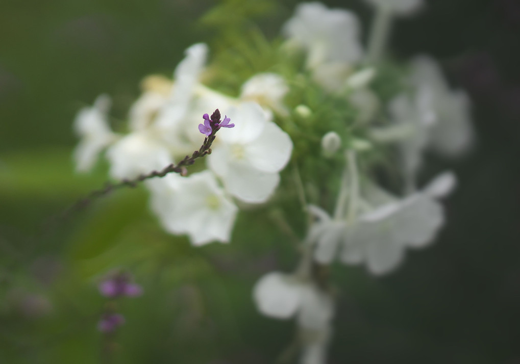 西寺方中央公園の花園の花