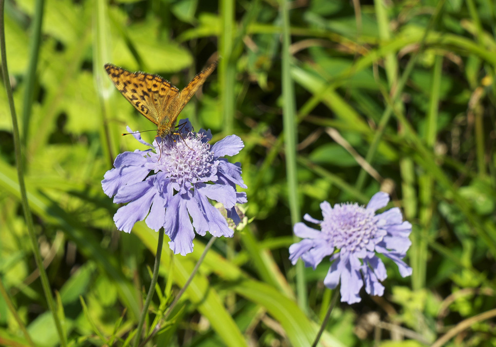 湿原の花蝶