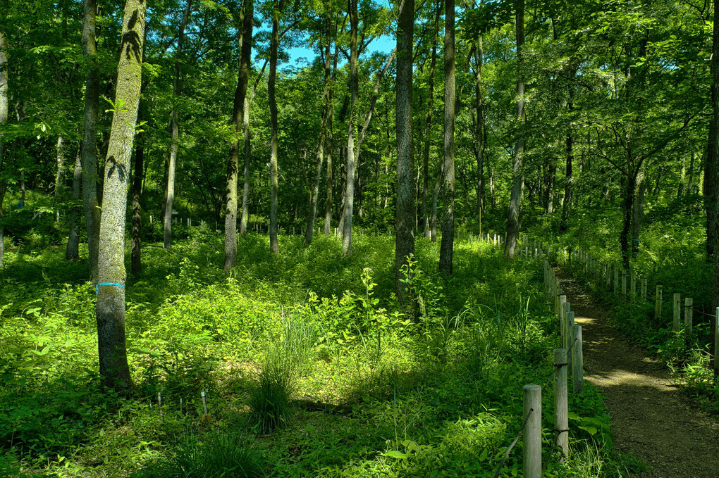 森林浴の木道