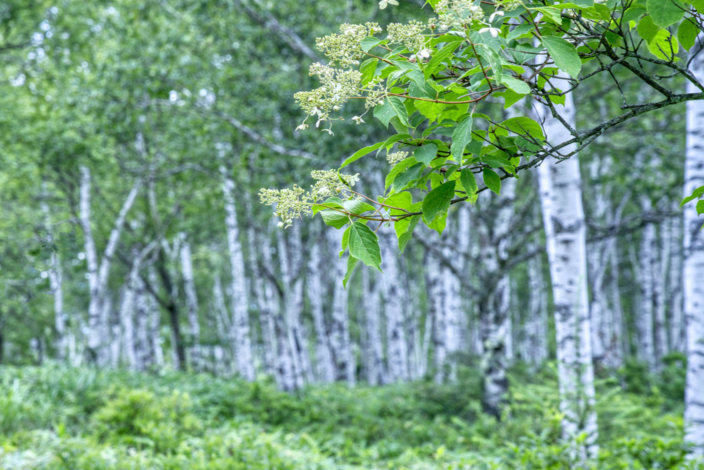 八千穂の白樺群生