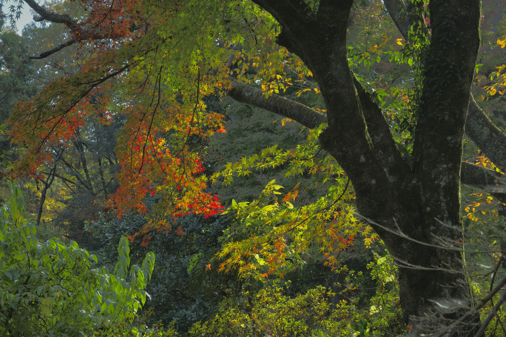 広徳寺周辺の紅葉