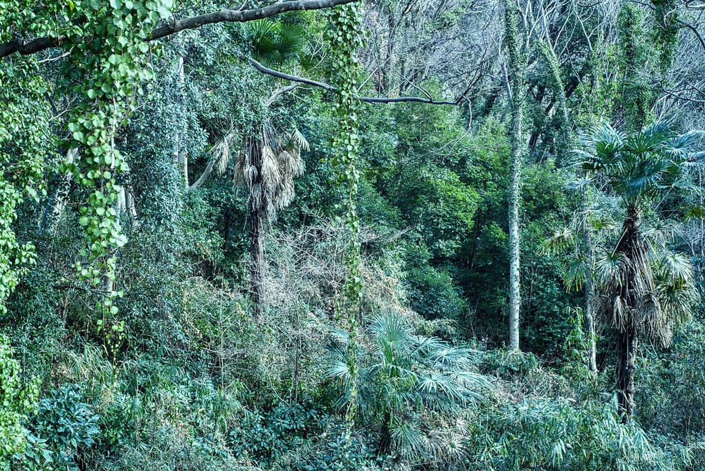公園の中の小さなジャングル