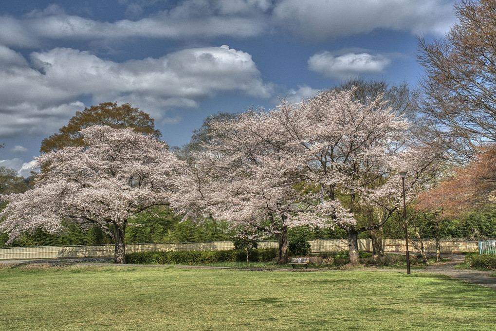 公園の春