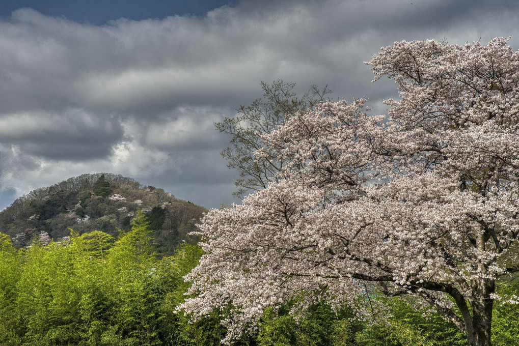 ソメイヨシノと山桜