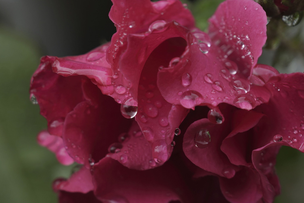 花と雨粒