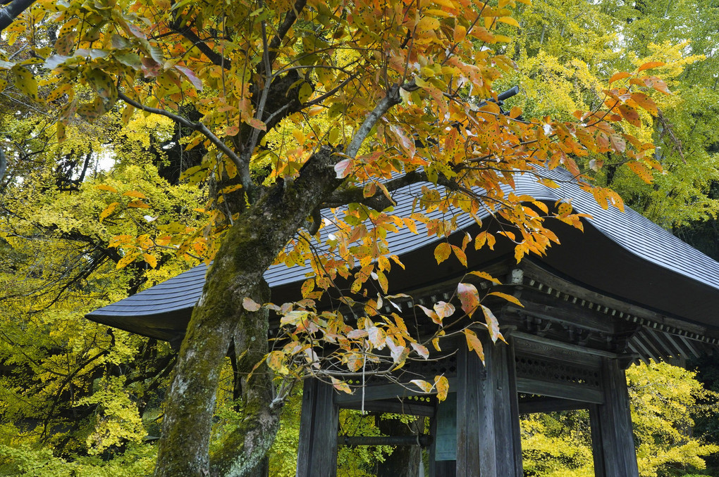 広徳寺の鐘の秋