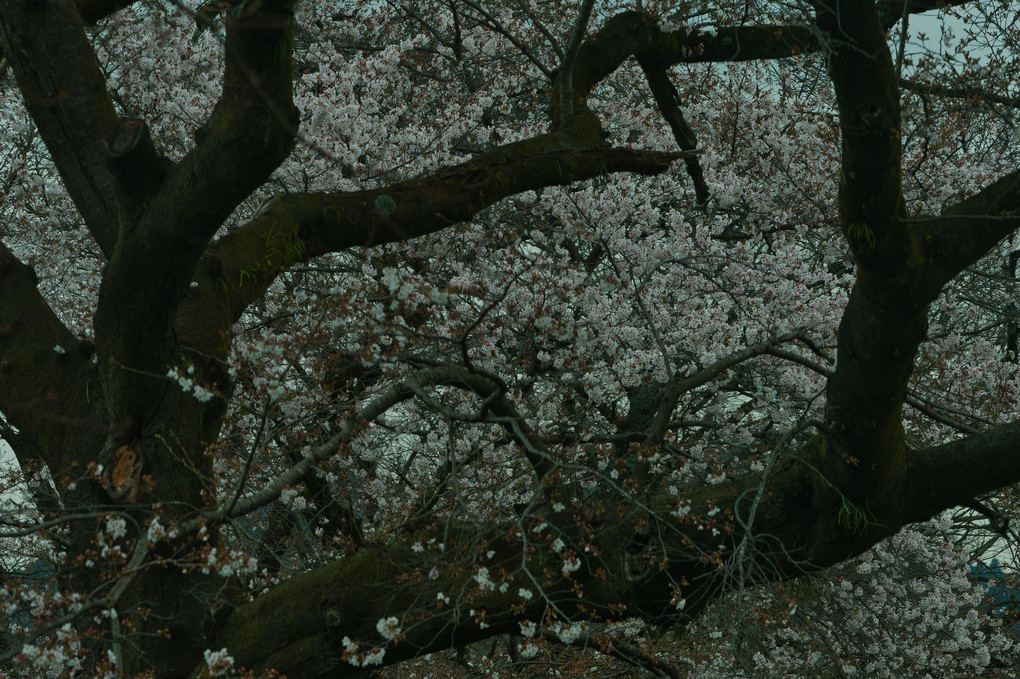 待っていた桜の開花
