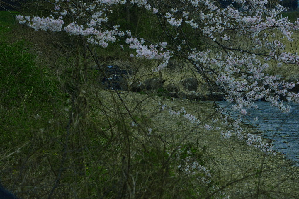 待っていた桜の開花