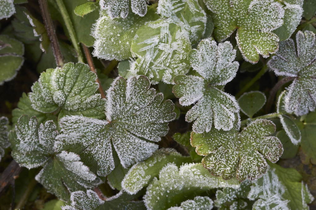 庭の霜