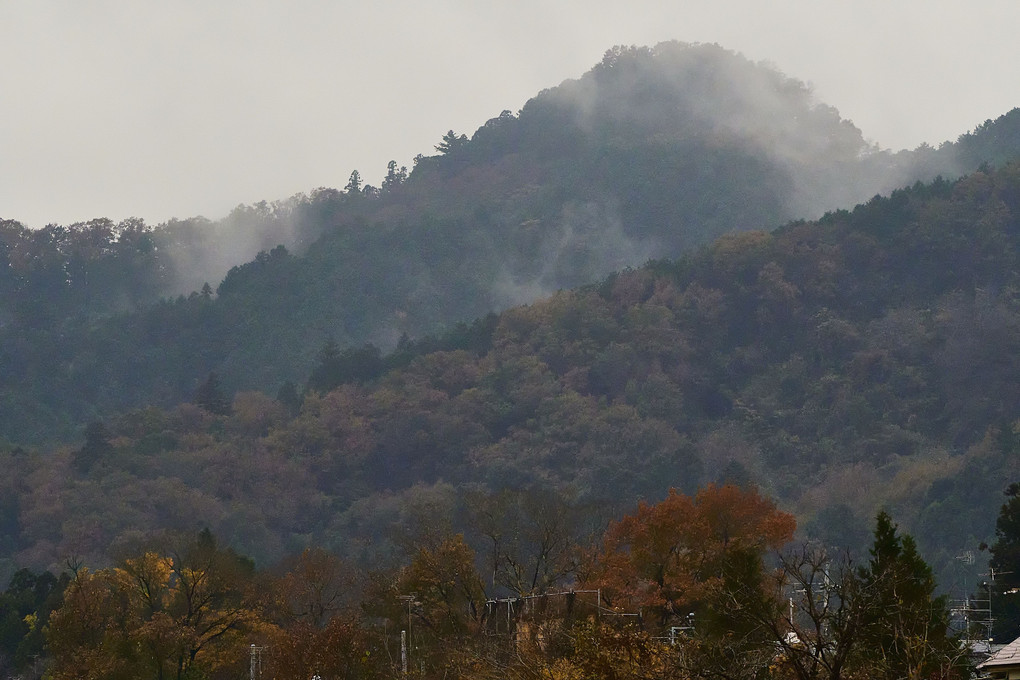 曇天の裏山