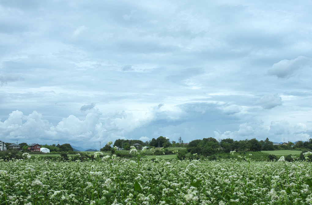 薄曇りの入道雲と一面のソバ畑