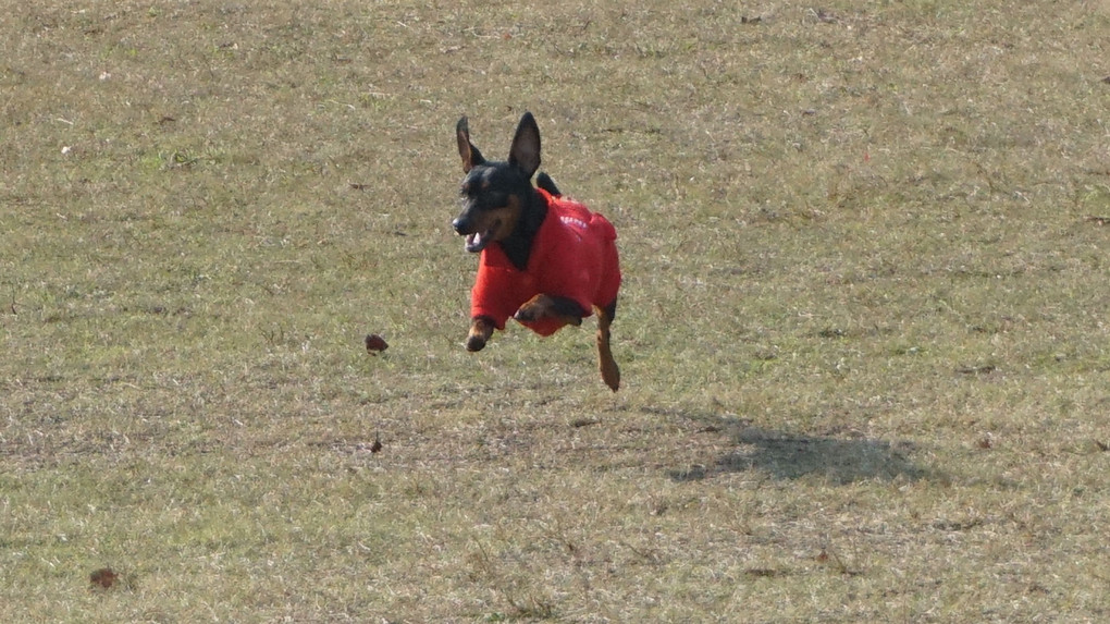 飛行犬がなかなか撮れない