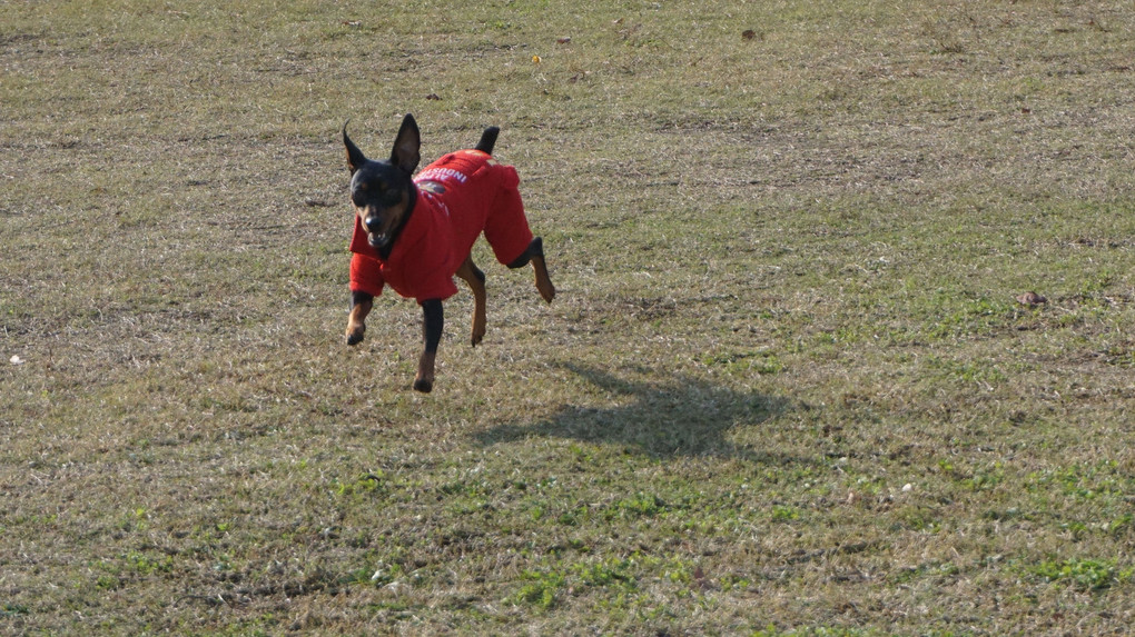 飛行犬がなかなか撮れない