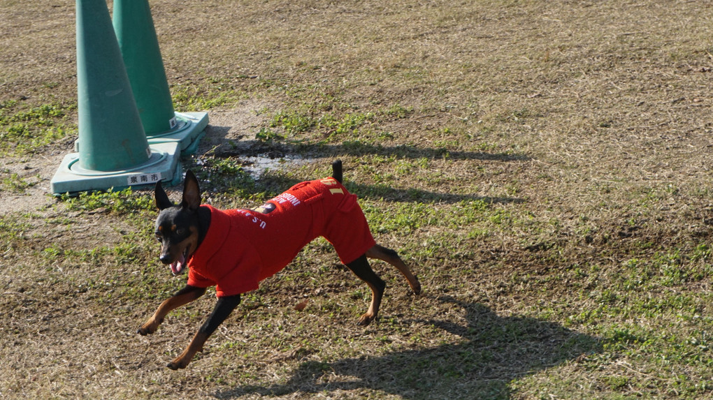 飛行犬がなかなか撮れない