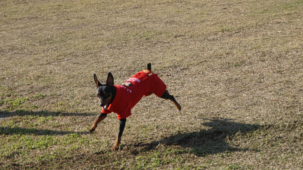 飛行犬がなかなか撮れない