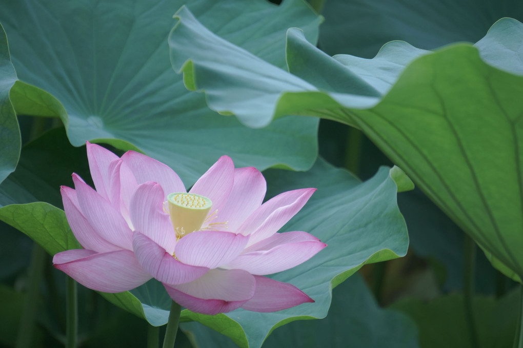 Lotus Bloom