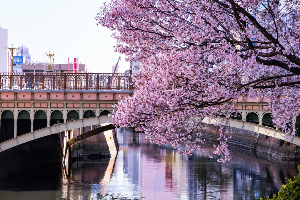 閑散！　名古屋納屋橋に咲く桜🌸