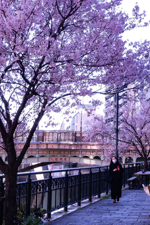 閑散！　名古屋納屋橋に咲く桜🌸