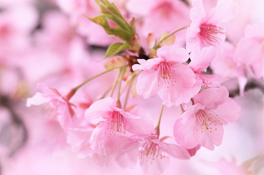 花開く・・優しく河津桜🌸