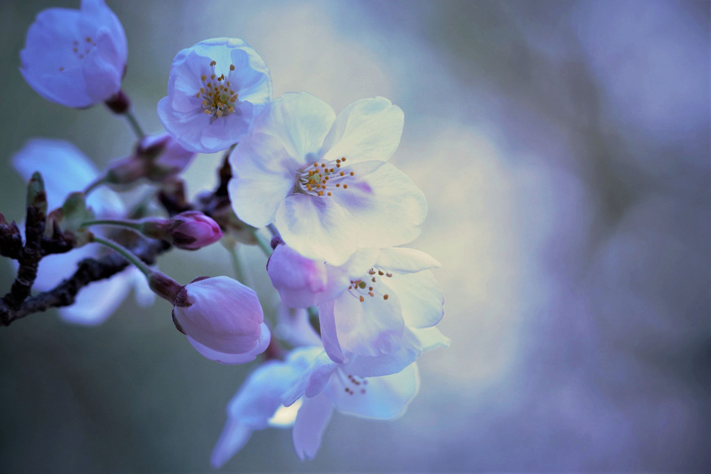 櫻🌸・・その参　色で遊ぶ