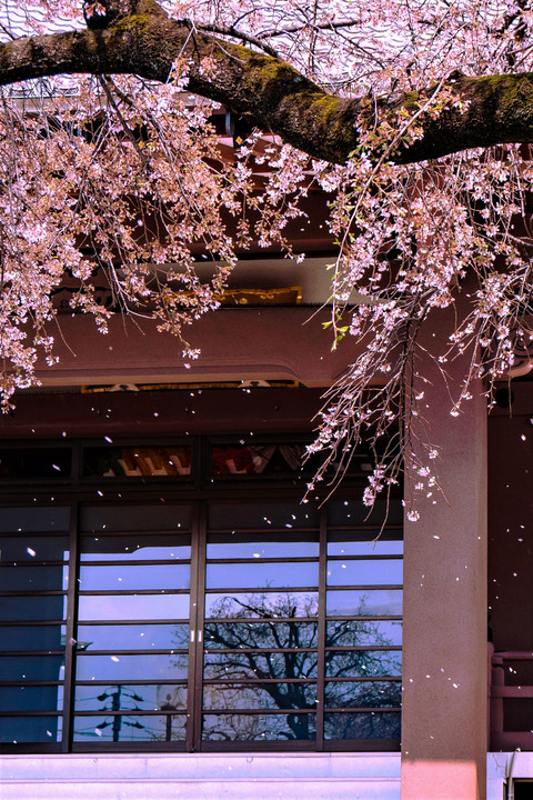 櫻🌸・・Goodbye Cherry Blossoms・・