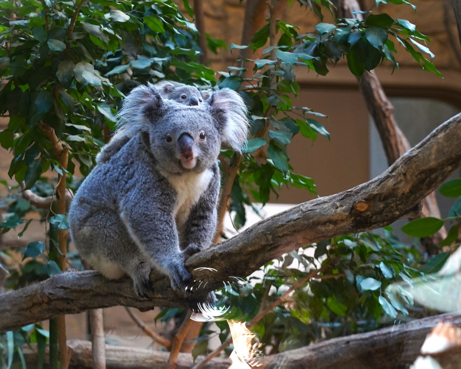 瞳キラキラ　東山動物園