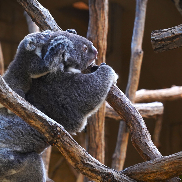 瞳キラキラ　東山動物園