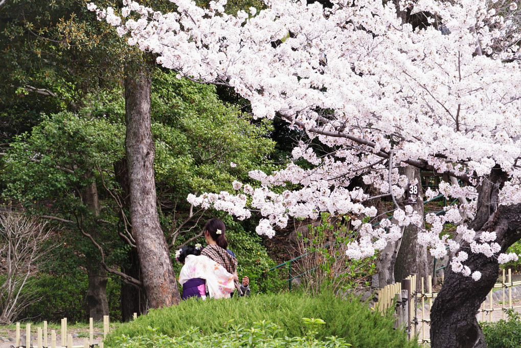 ふり注ぐ桜色の中で・・