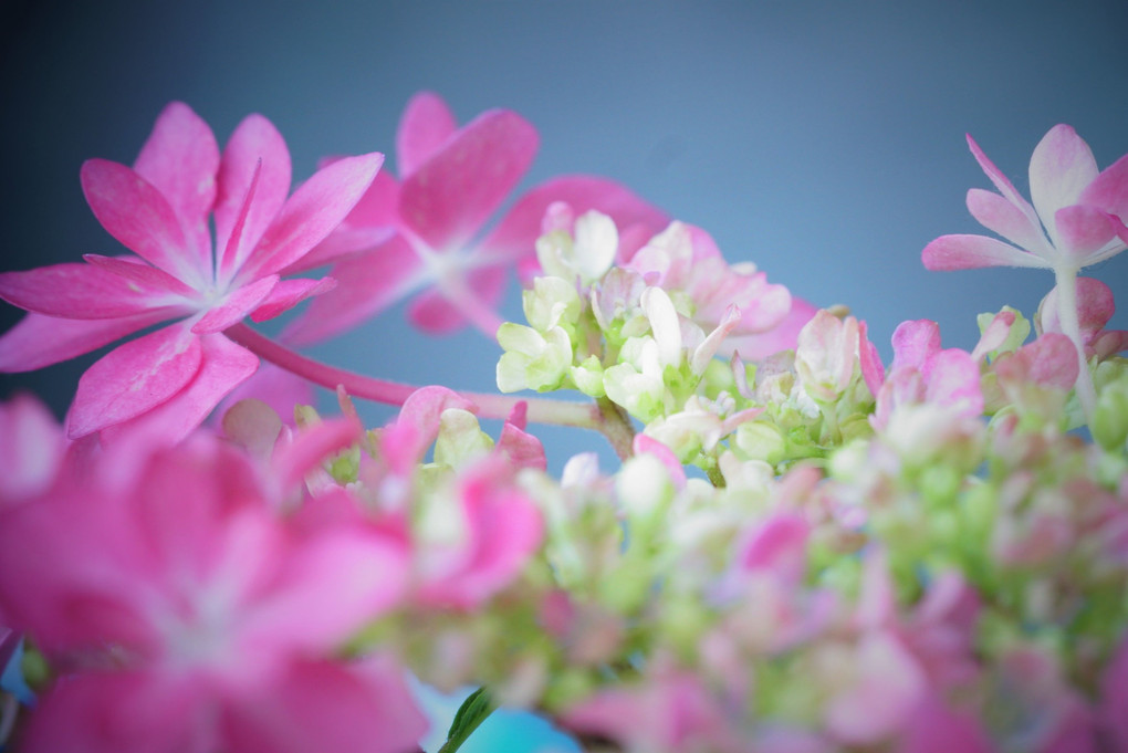 紫陽花・・踊る萼片・・