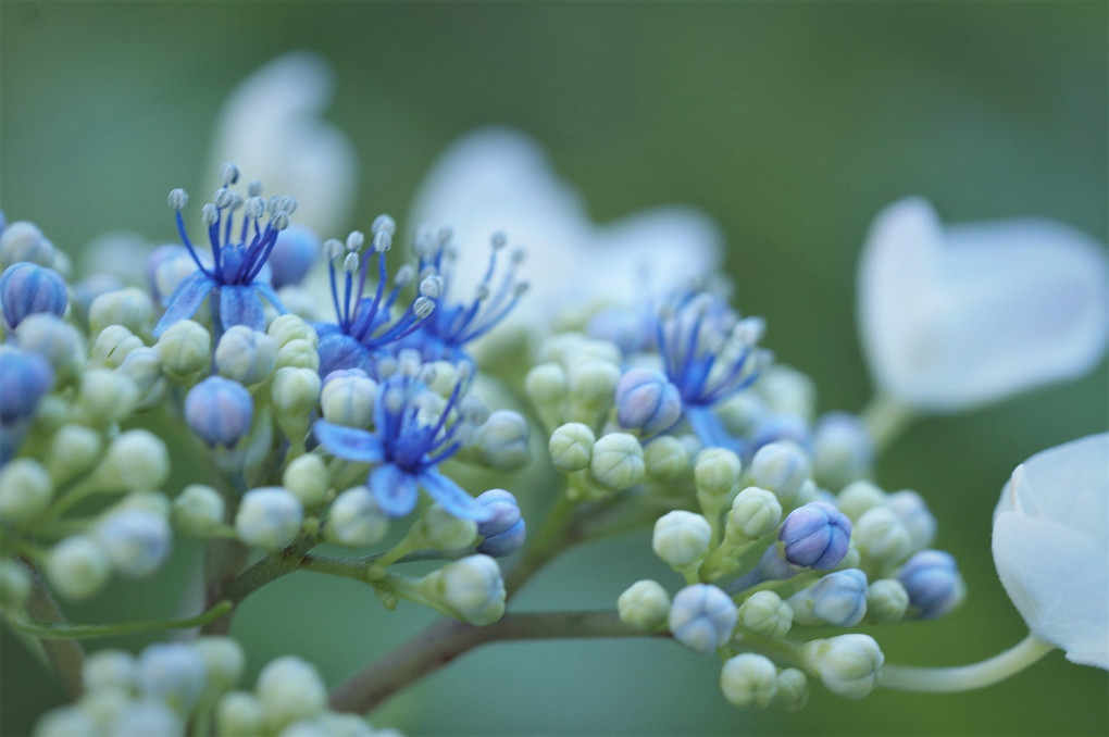 アジサイ・・「花」誕生♡